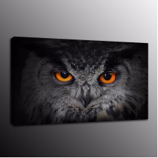 Animals HD Canvas Prints Painting Picture Owl Bird Wall Art Home Decor   253258355809